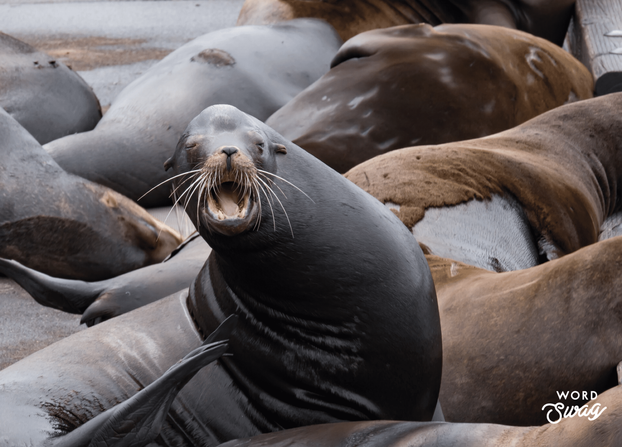 Astoria Oregon Seals