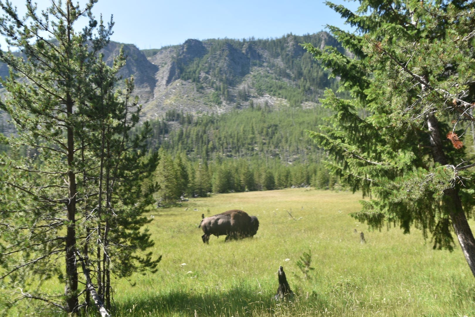 Wild life at Yellowstone