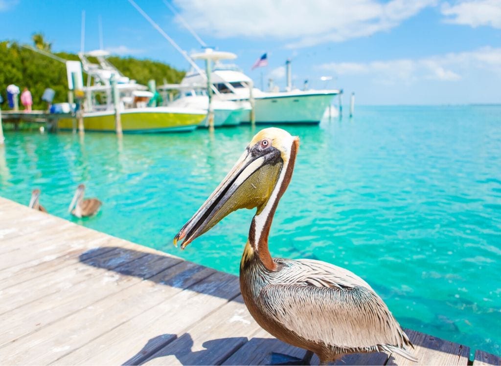 Summer Vacation in the Florida Keys