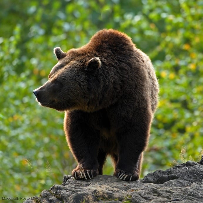 Visit the Amazing Yellowstone Bear World in Rexburg, Idaho