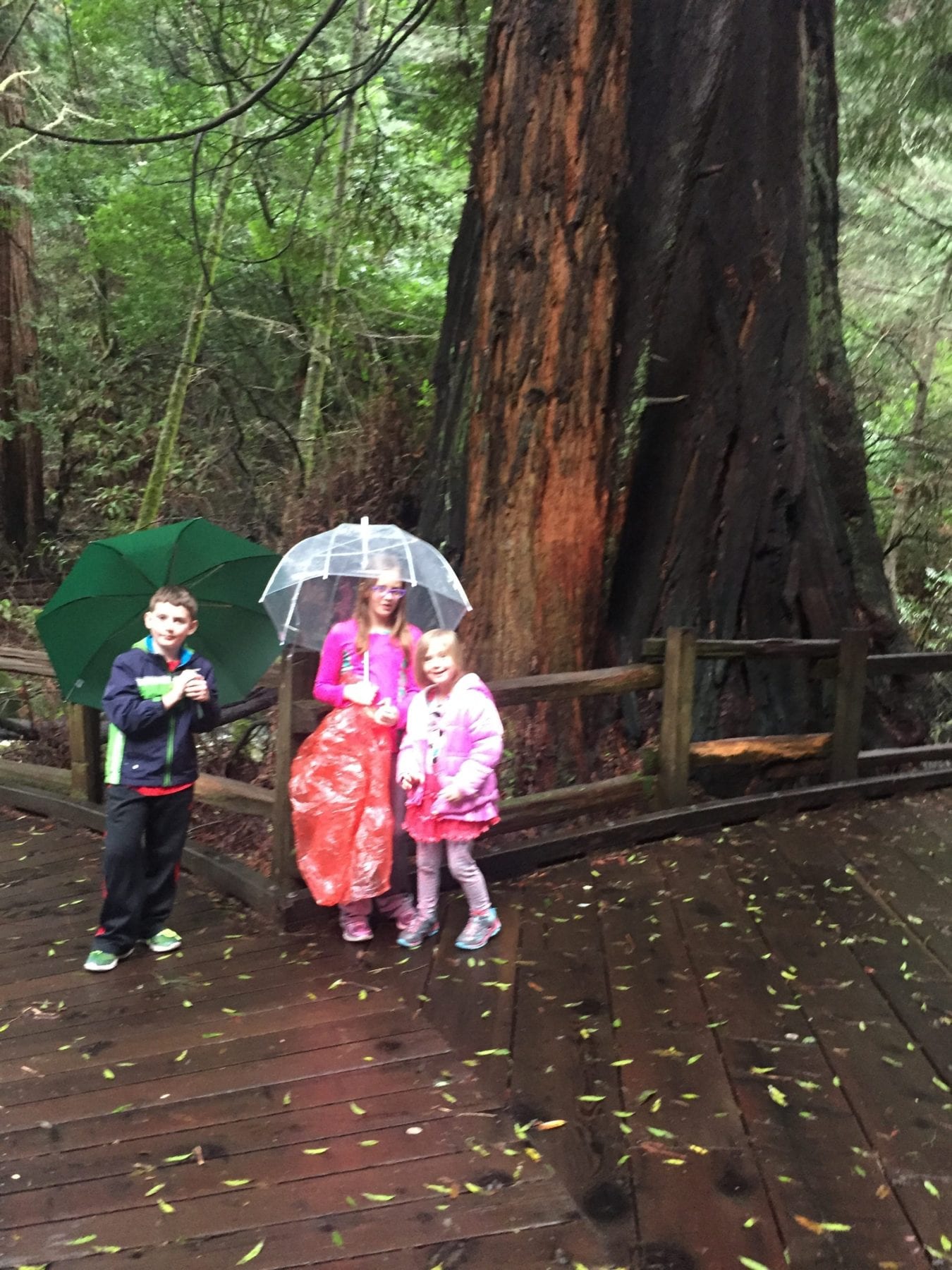 Muir Woods with kids