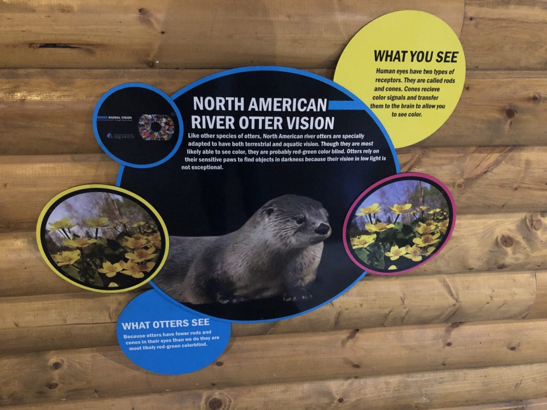 Otters at the Loveland Living Planet Aquarium