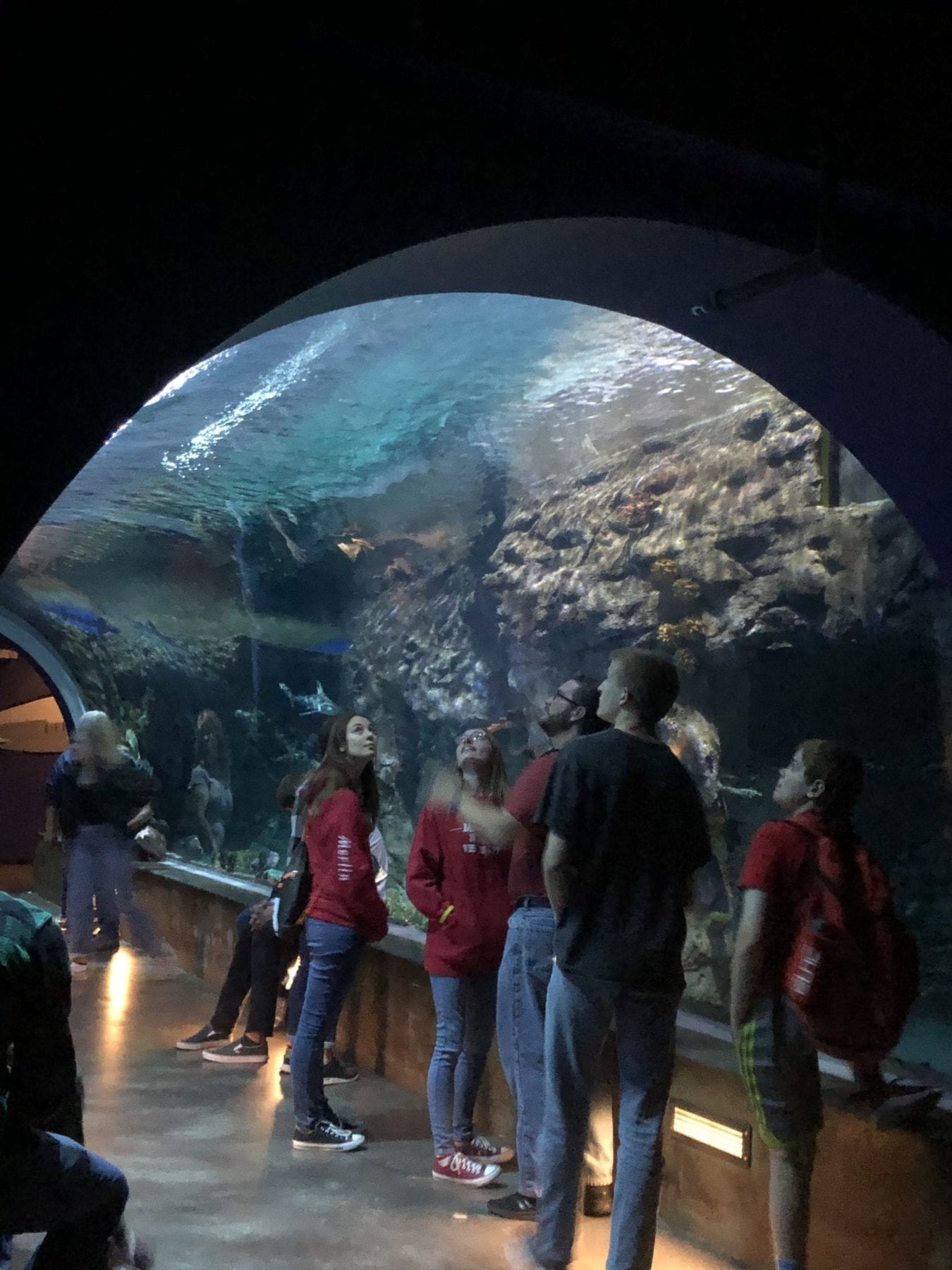 Shark Tank Loveland Living Planet Aquarium