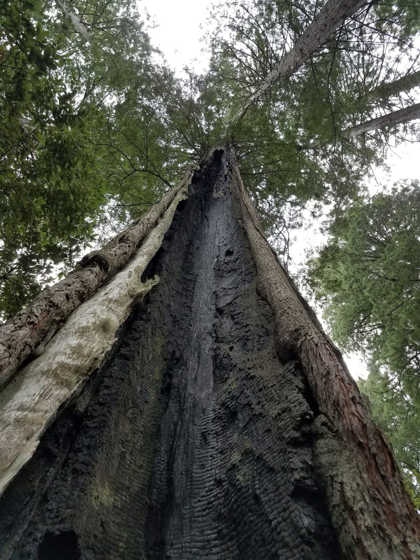 West Coast National Park -Redwoods