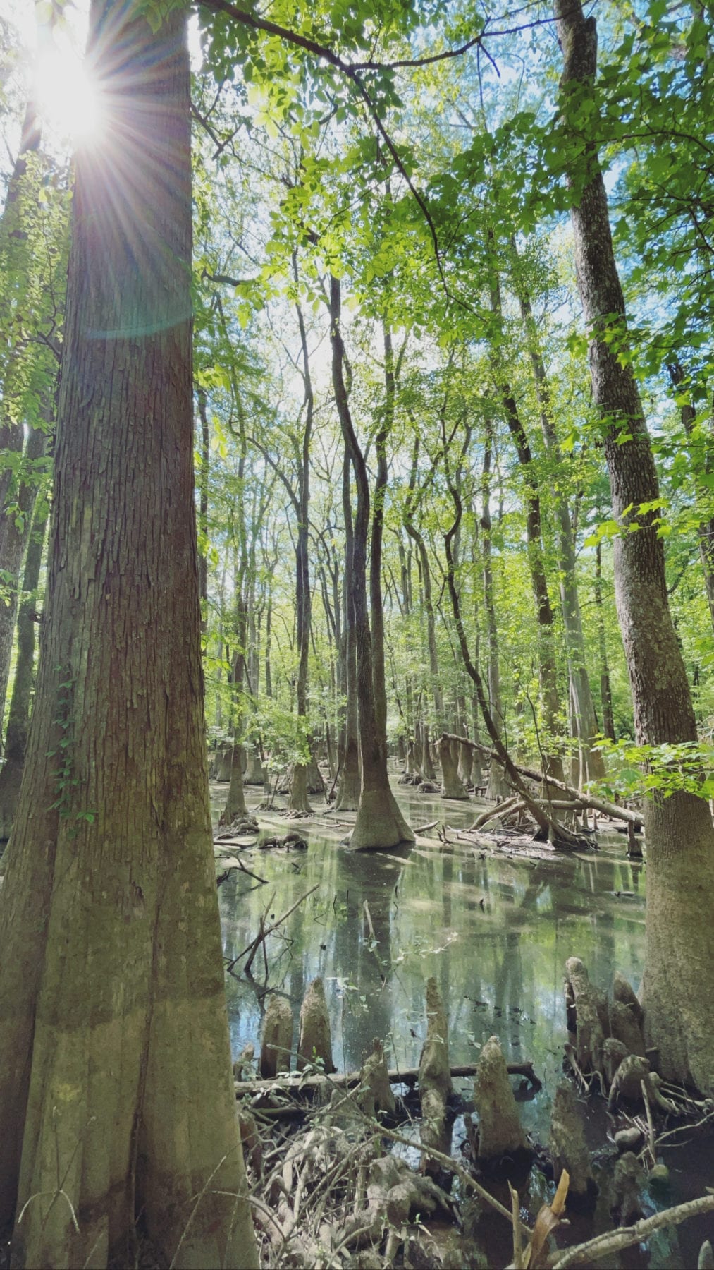 Congaree National Park - East Coast