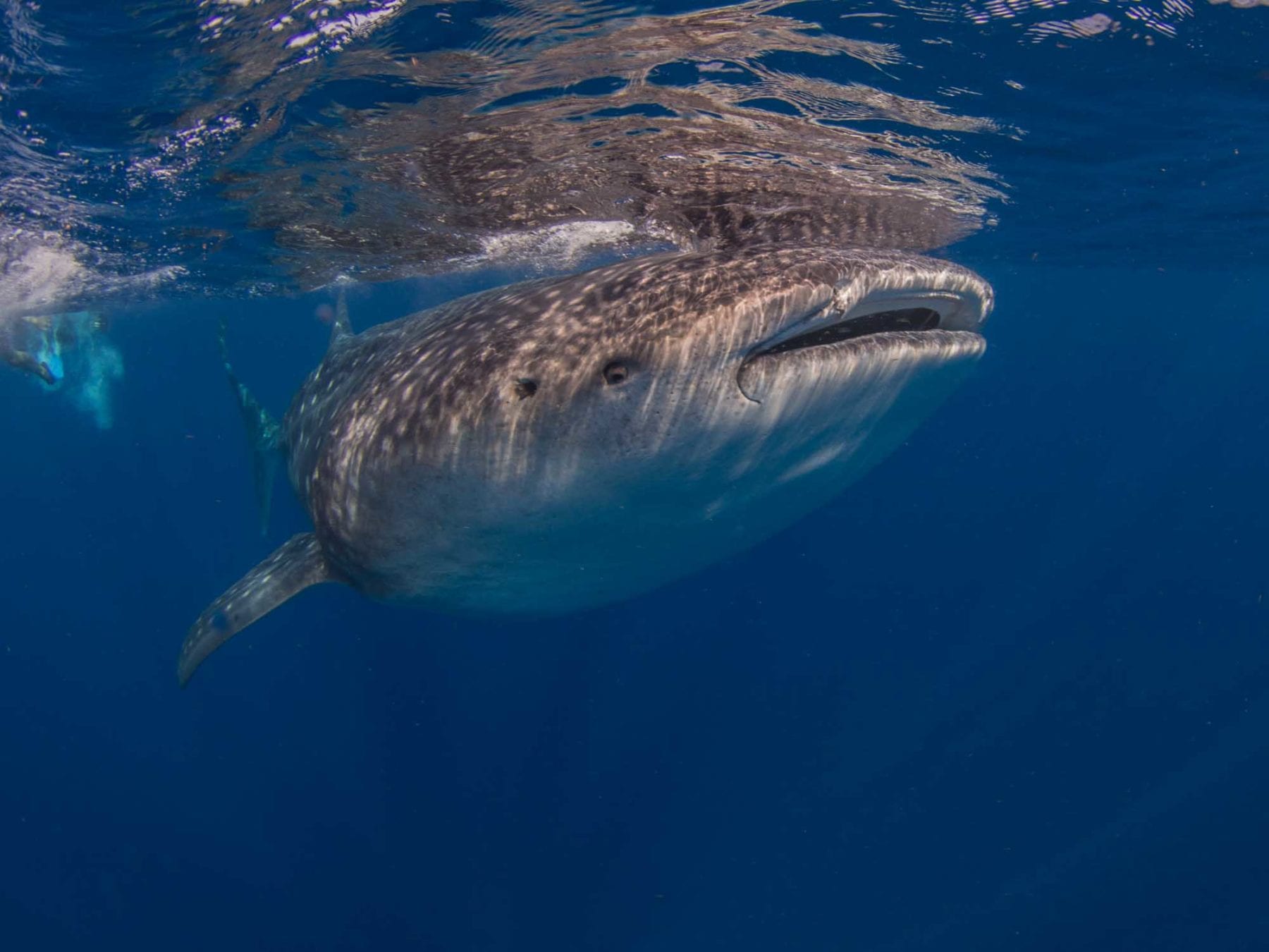 Swim with the Whale Sharks in Cancun