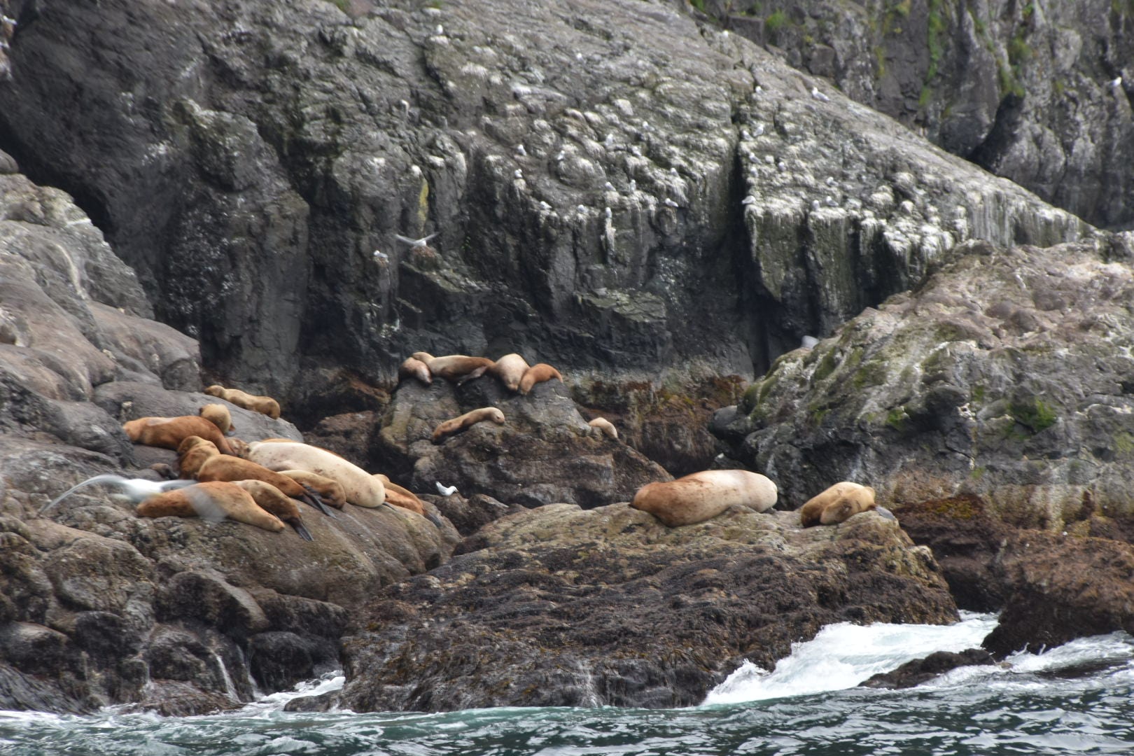 Wildlife at Kenai Fjords National Park