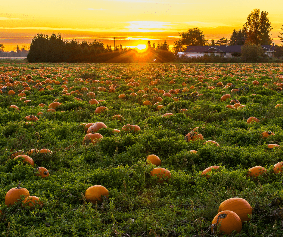Utah Pumpkin Patches
