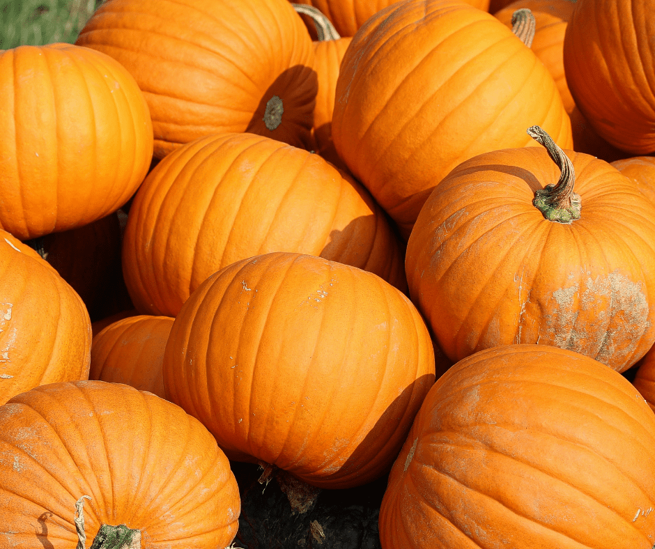 Utah Pumpkin Patches