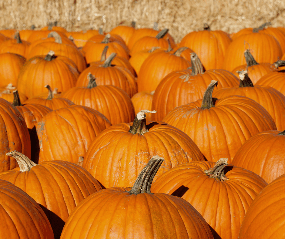 Utah Pumpkin Patches