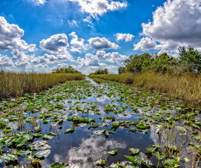 Visit The Amazing Shark Valley Bike Trail and Vistor Center – Everglades National Park