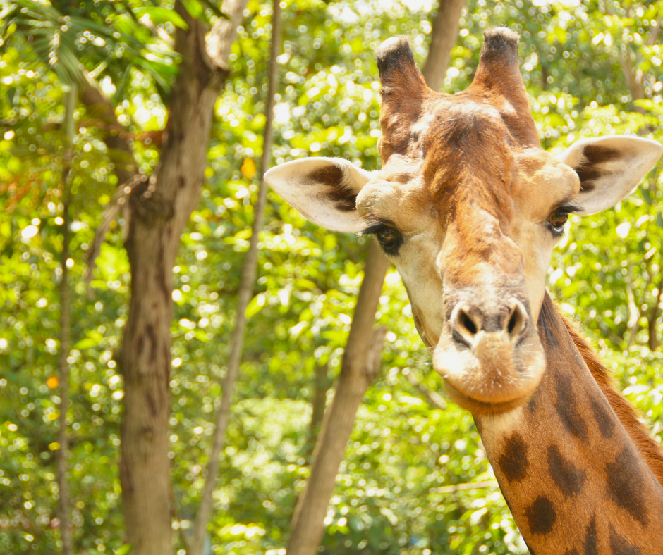 Chicago Zoo