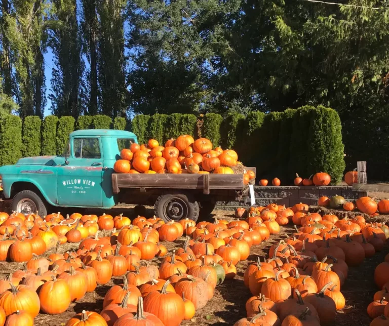 20 Of The Best Pumpkin Patches in Utah (It’s Fall Y’all)