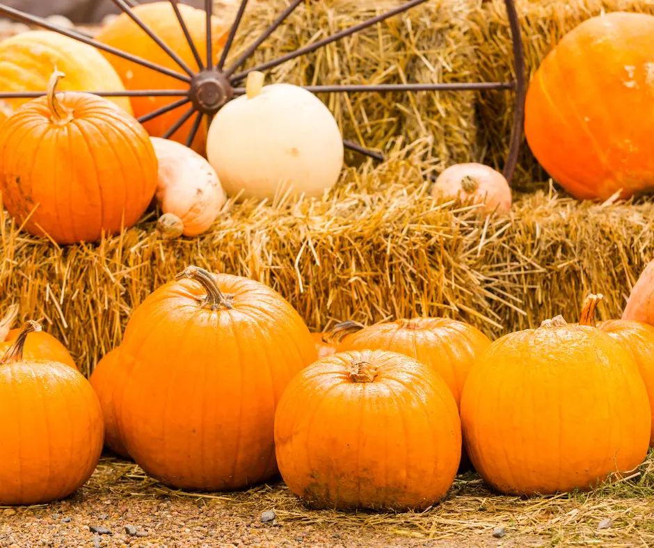 Utah Pumpkin Patch