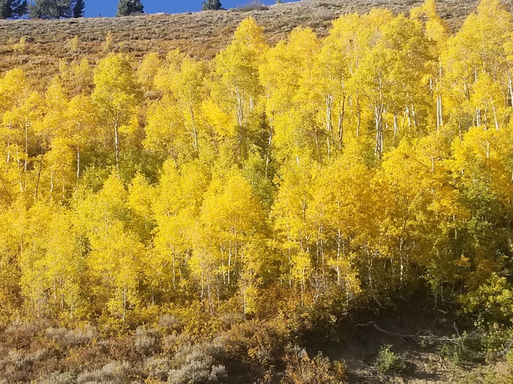 Fall colors in Utah