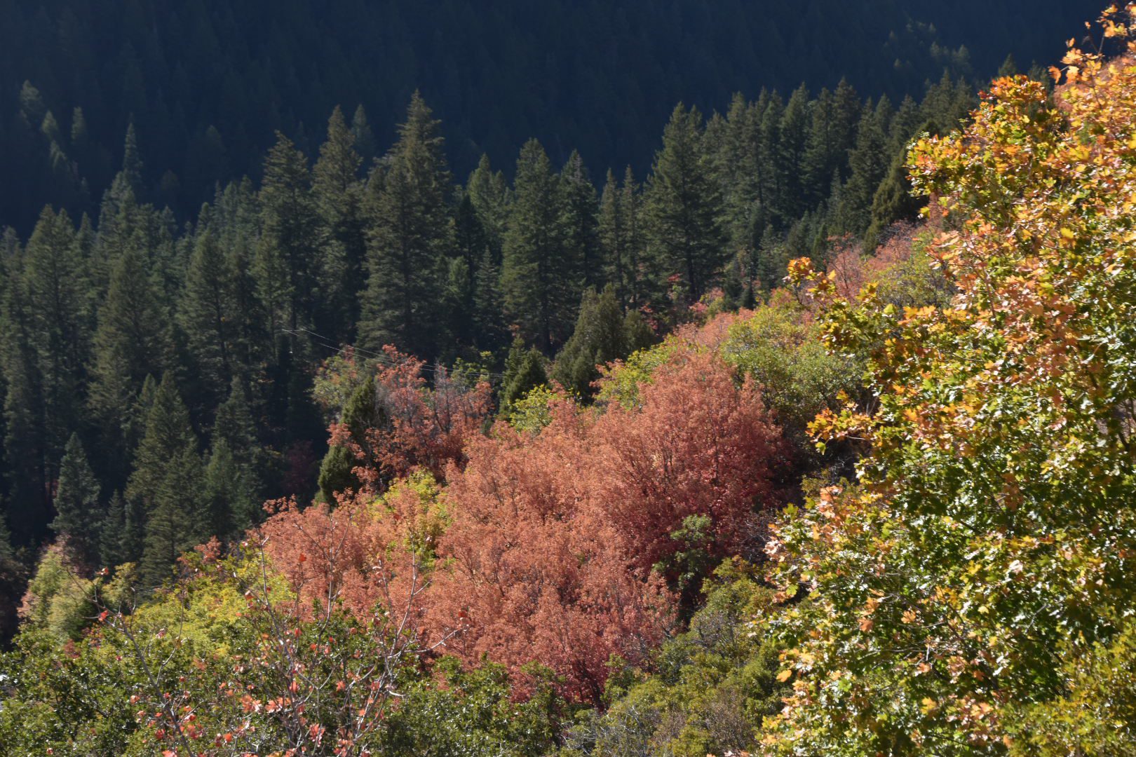 Fall colors in utah Big Cottonwood Canyon