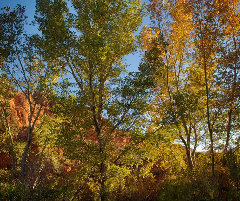 Native Trees in Utah Fall Leaves