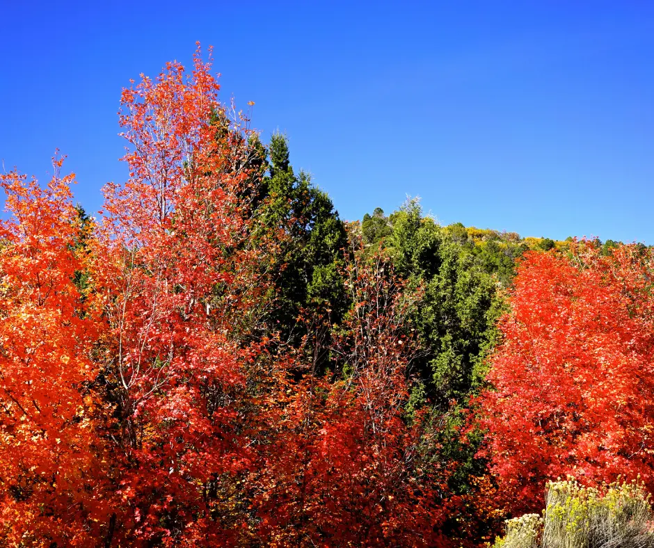 Fall Leaves Utah Mount Nebo