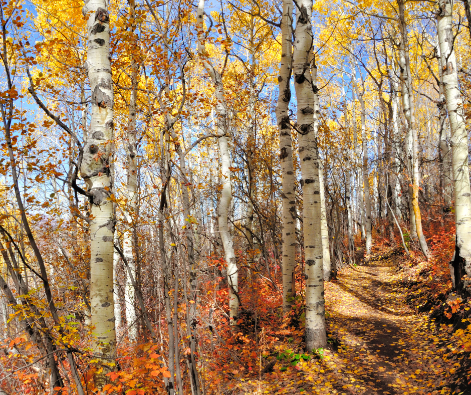 Utah Colors in the fall
