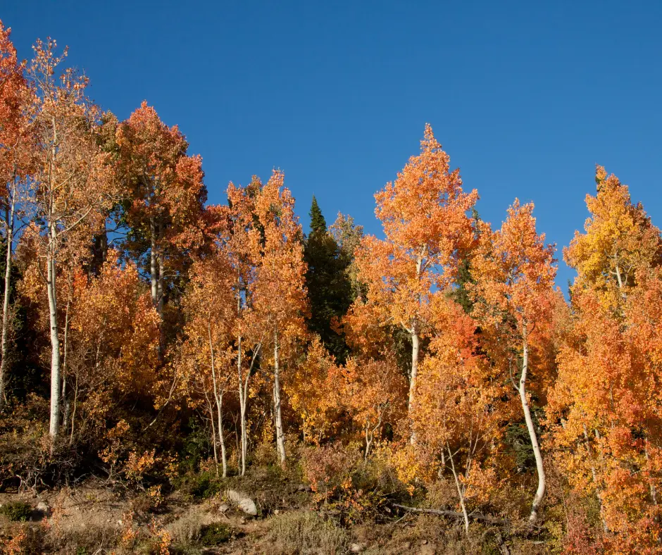 Utah fall colors trees