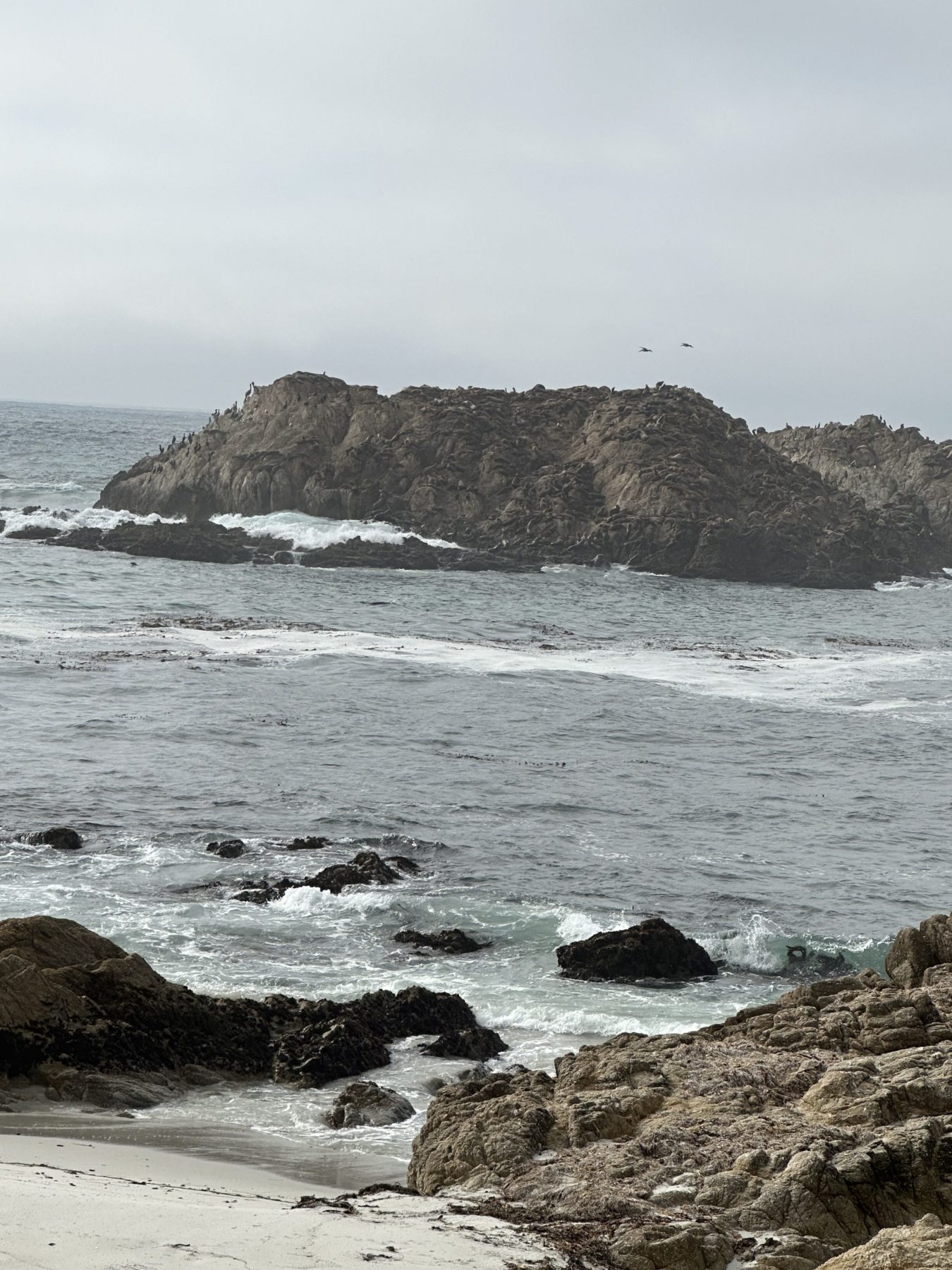 17 mile drive stops Bird Rock