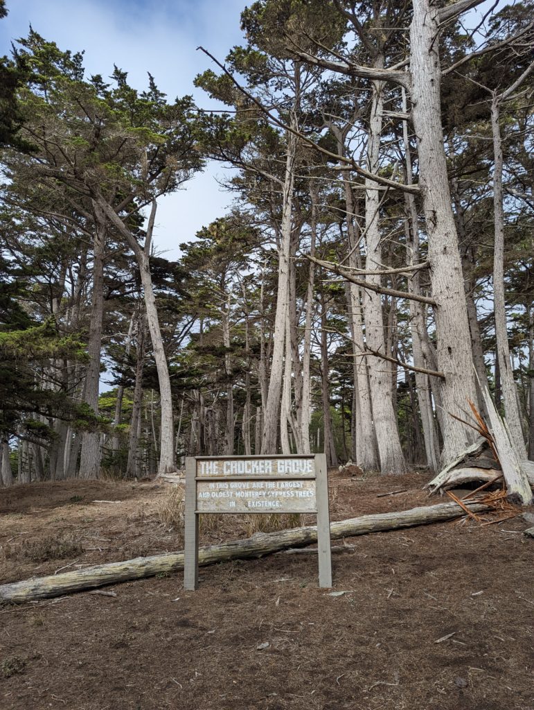 Pebble Beach 17 mile drive Crocker Grove