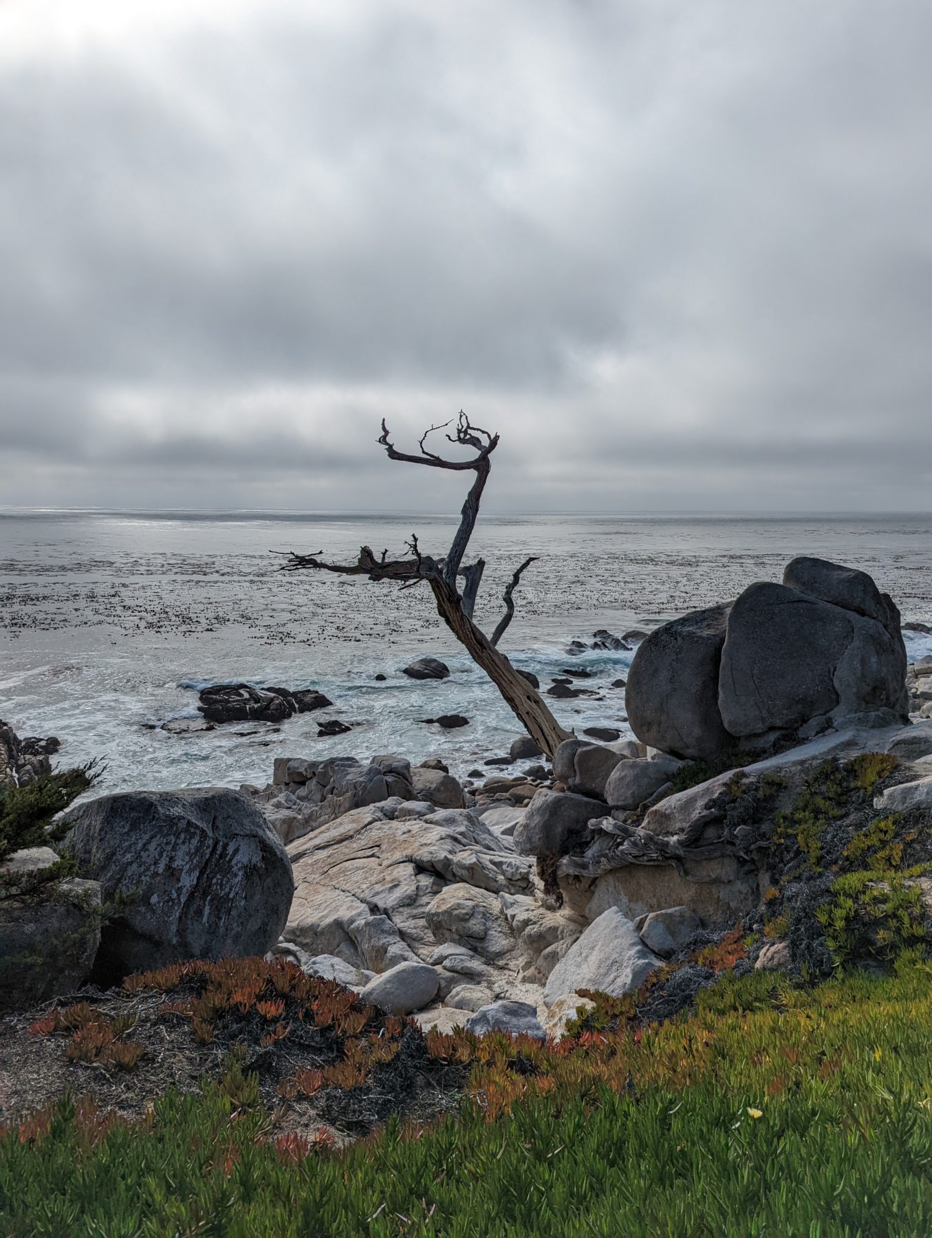 17 mile drive attractions - The Ghost Trees