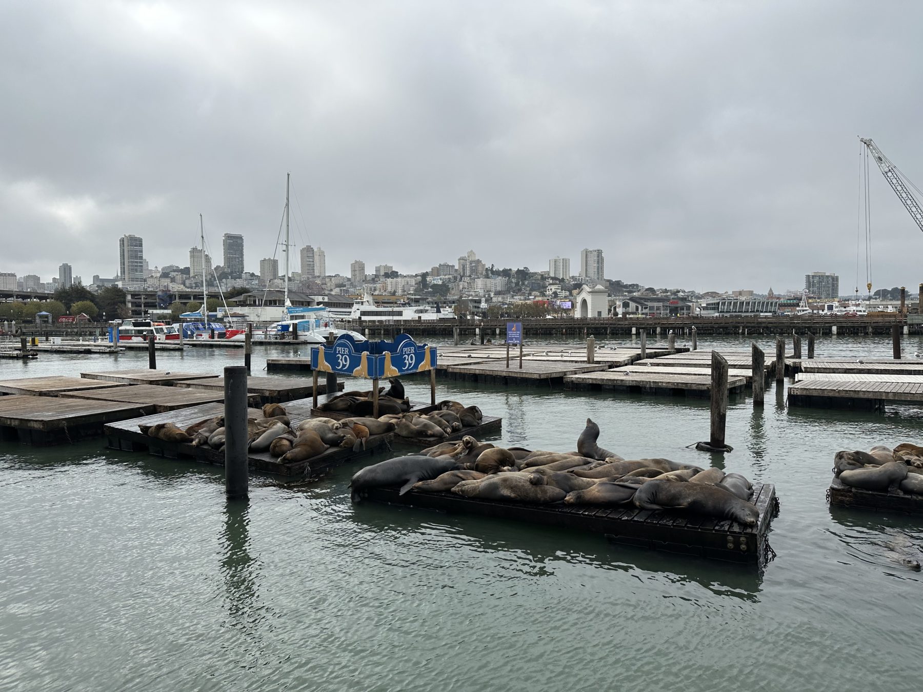 Fun Things To Do On Pier 39 (Best Pier 39 Attractions!) – Planning