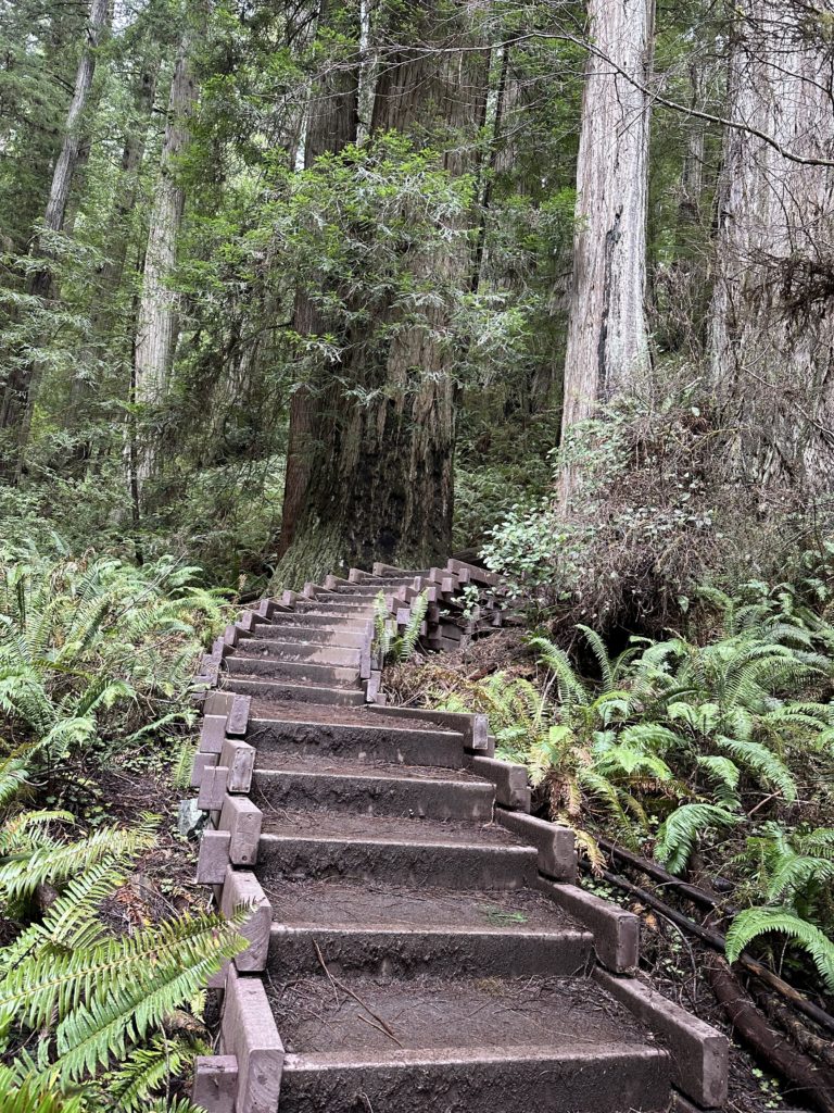Visiting Redwood National Park - Hike the Redwoods forest Path