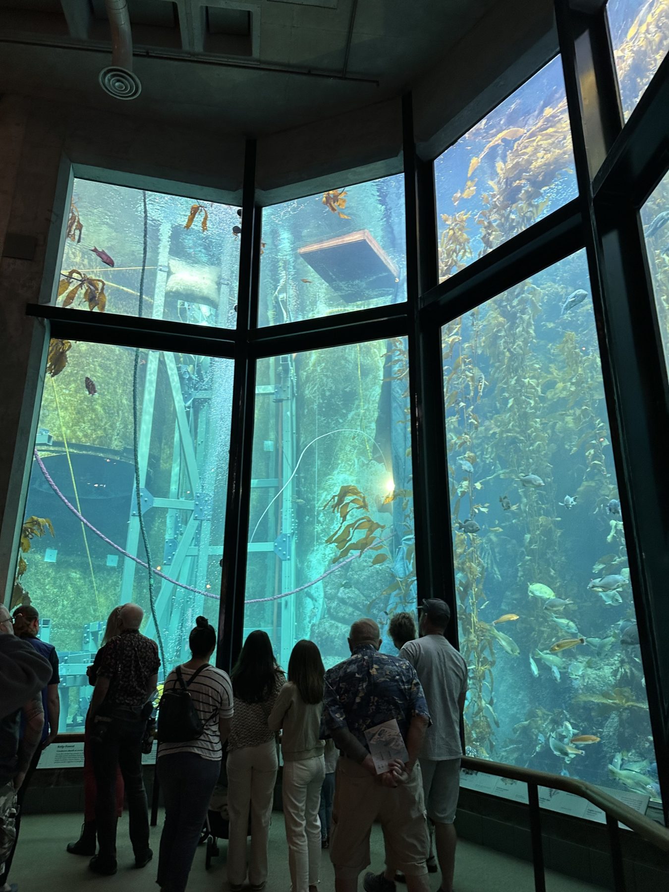 Visit Monterrey Bay Aquarium
